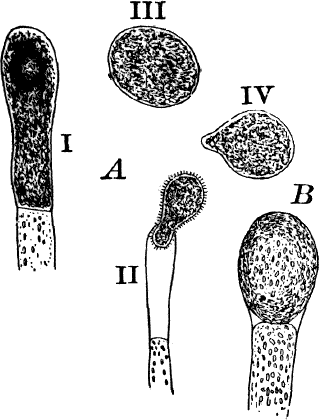 Fig.&nbsp;22.