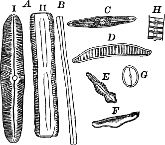Fig.&nbsp;24.