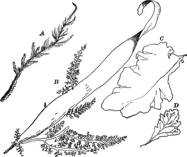 Fig.&nbsp;30.