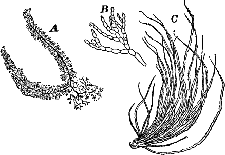 Fig.&nbsp;31.