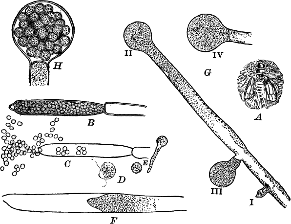 Fig.&nbsp;36.