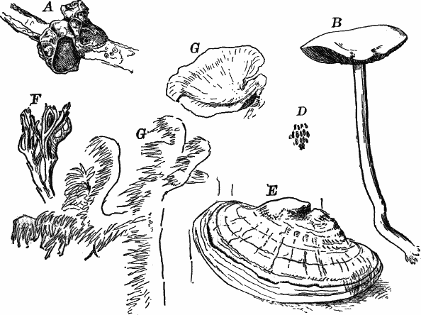 Fig.&nbsp;51.