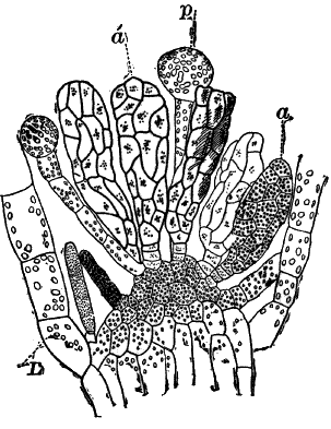 Fig.&nbsp;59.