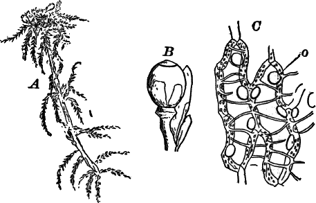 Fig.&nbsp;64.