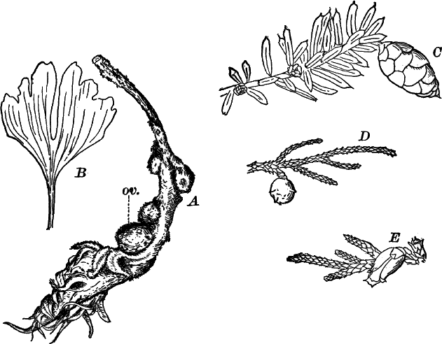 Fig.&nbsp;78.