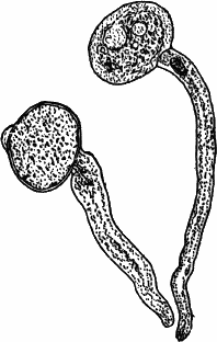 Fig.&nbsp;80.
