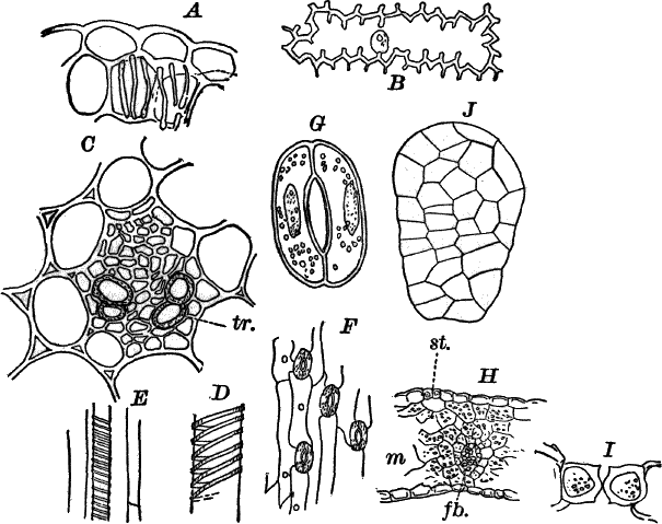 Fig.&nbsp;82.