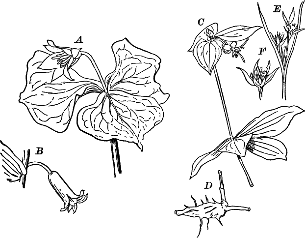 Fig.&nbsp;83.
