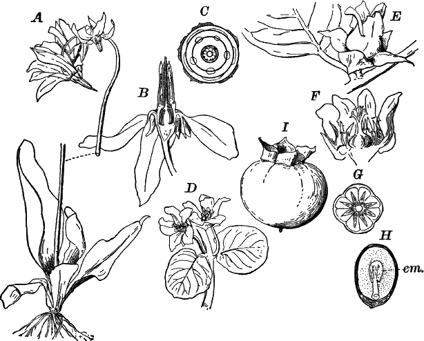 Fig.&nbsp;117.