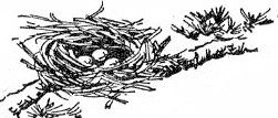 nest