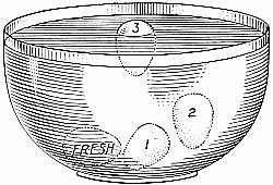 Testing eggs by floating:
(1) slightly stale, (2) stale, (3) very stale