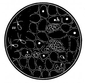 Fig. 64.

Ulva lactuca, a green seaweed,
greatly magnified to show structure.
(After Oersted.)

s, Spores in the cells. ss, Spores
swimming out. h, Holes through
which spores have escaped.