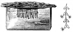 Fig. 67.

Sertularia tenella, hanging from a splint of
rock over a water trough. Also piece enlarged
to show the animal protruding.