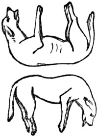Two dogs