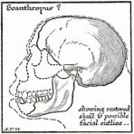Diagram to Illustrate the Riddle of The Piltdown
Sub-man.