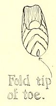 Fold tip
of toe.