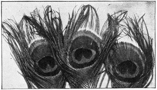 peacock feathers