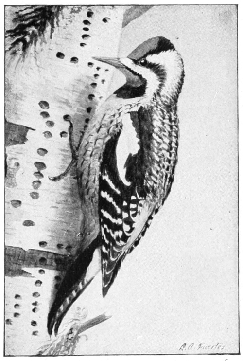 sapsucker