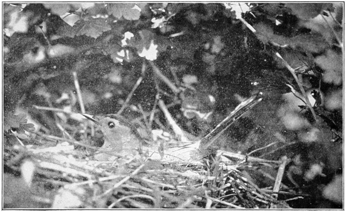 catbird