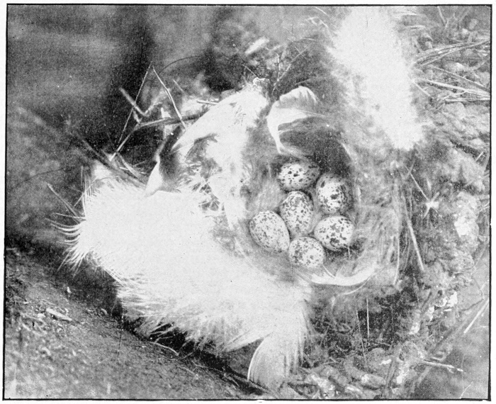 swallow nest