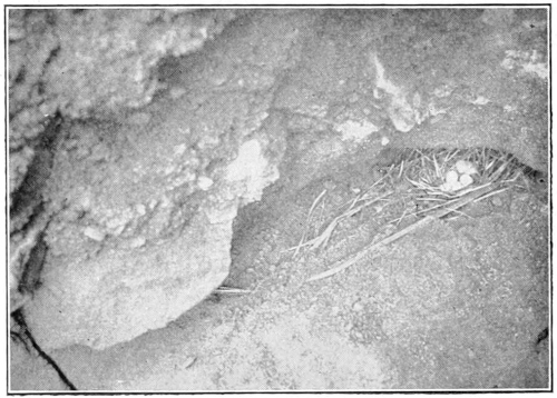 bank swallow nest