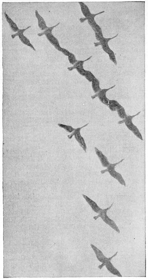 geese in formation