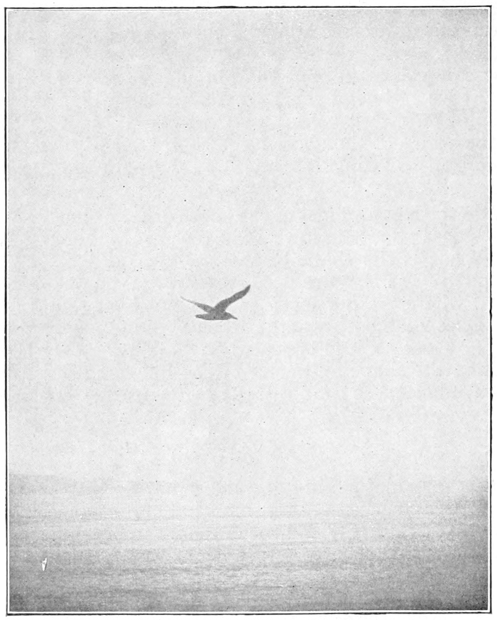 sea-gull