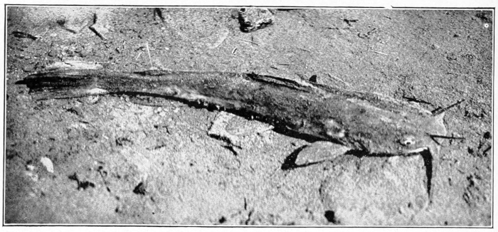 Bullhead
