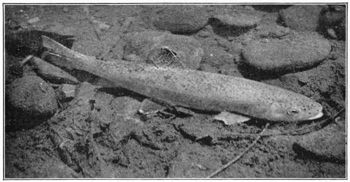 Speckled trout