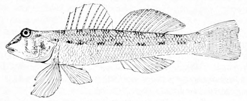 Darter