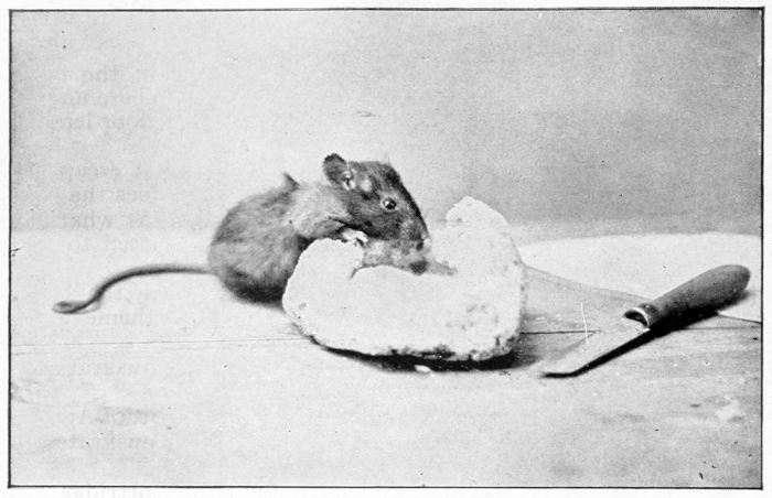 House mouse