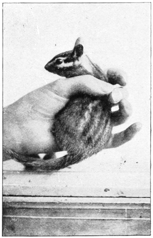 Sierra chipmunk