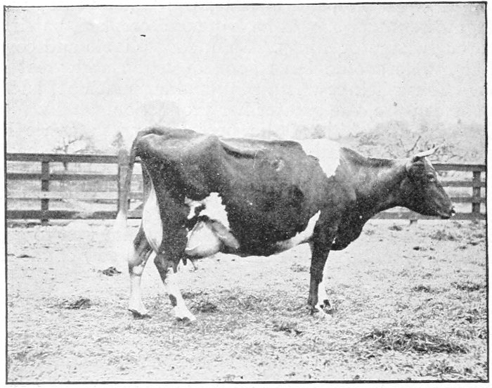 Milk cow