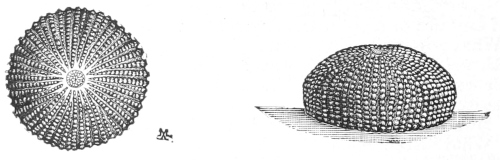 Cotton moth egg