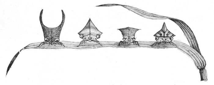 Tree-hoppers