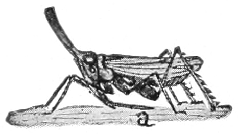 Tree hopper