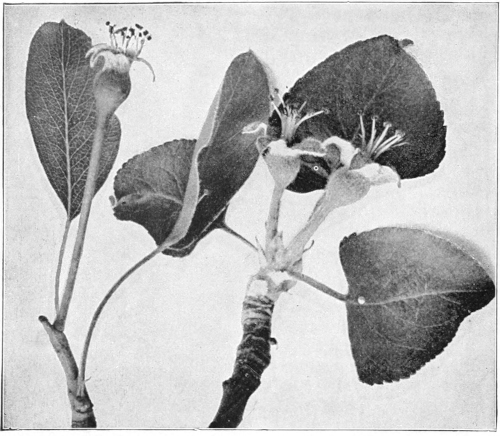Fruit petals