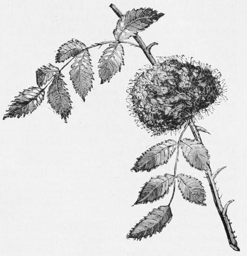 Mossy rose-gall
