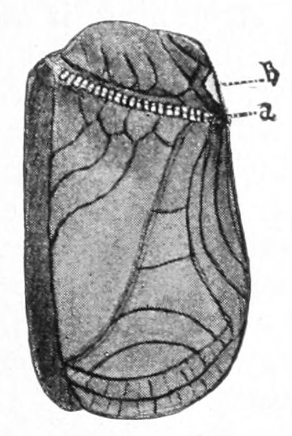 Cricket wing
