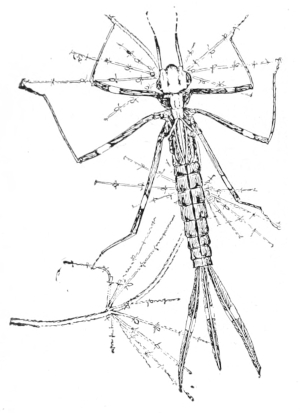Nymph