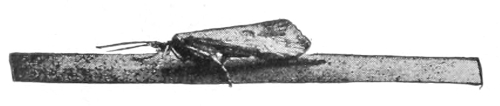 Caddis-fly