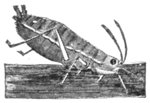 Aphid