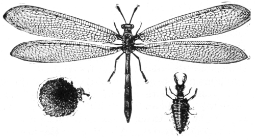 Ant-lion