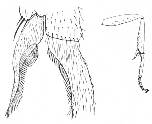 Antenna-comb