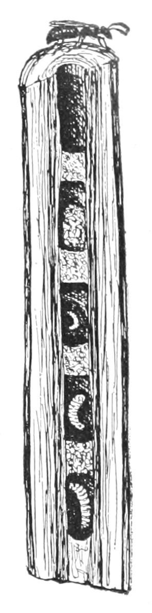 Bee nest