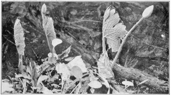Leaves