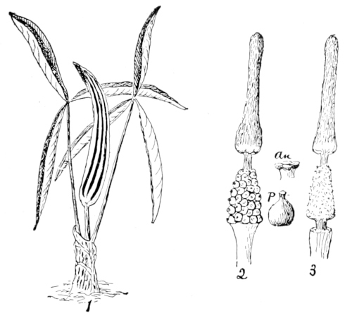 Jack-in-the-pulpil