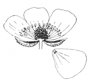 Buttercup flower