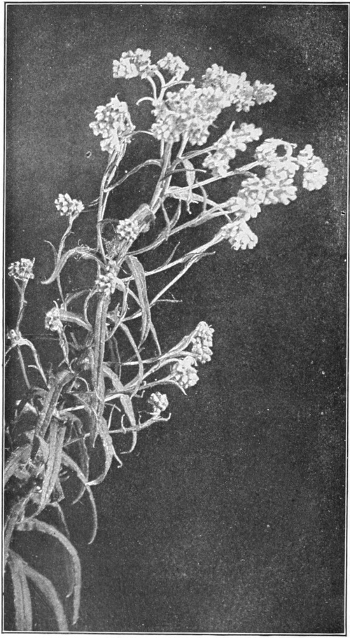 Pearly everlasting