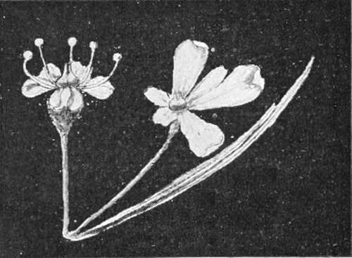 Florets